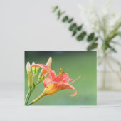 溝リリー ポストカード (スタンド正面)