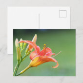 溝リリー ポストカード (正面/裏面)