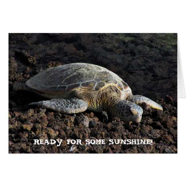 溶岩のカメ (正面横)