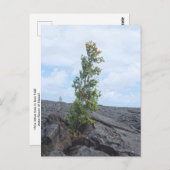 溶岩の畑で育つ赤い花のオヒアの木 ポストカード (正面/裏面)