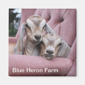 滑らかなベビーヤギ磁石 マグネット