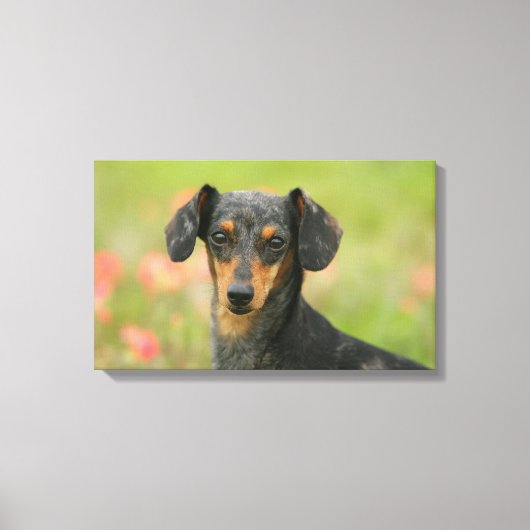 滑らかな髪のミニチュアダックシュント子犬が見て キャンバスプリント (正面)