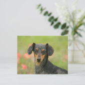 滑らかな髪のミニチュアダックシュント子犬が見て ポストカード (スタンド正面)