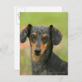 滑らかな髪のミニチュアダックシュント子犬が見て ポストカード (正面/裏面)