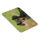 滑らかな髪のミニチュアダックシュント子犬が見て マグネット (右側)