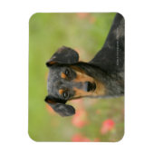 滑らかな髪のミニチュアダックシュント子犬が見て マグネット (縦)