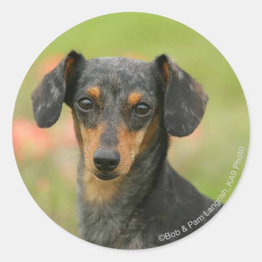 滑らかな髪のミニチュアダックシュント子犬が見て ラウンドシール (正面)