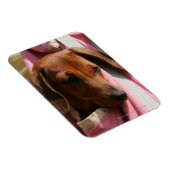 滑らかな髪のミニチュアダックシュント子犬 マグネット (右側)