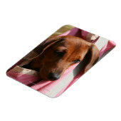 滑らかな髪のミニチュアダックシュント子犬 マグネット (左側)