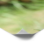 滑らかな髪のミニチュアダックシュント3 ポスター (角)