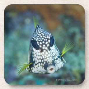 滑らかなTrunkfish (Lactophrysの水中眺め コースター