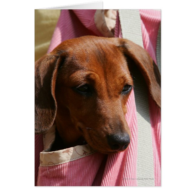 滑らか髪のミニチュアダックスフントの子犬 (正面)