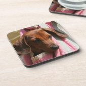 滑らか髪のミニチュアダックスフントの子犬 コースター (左側)