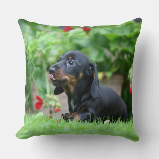 滑らか髪のミニチュアダックスフント1 クッション (正面)