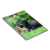 滑らか髪のミニチュアダックスフント1 ノートブック (右側)