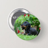 滑らか髪のミニチュアダックスフント1 缶バッジ (正面&裏面)
