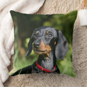 滑らか髪のミニチュアダックスフント3 クッション (ブランケット)