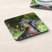 滑らか髪のミニチュアダックスフント3 コースター (左側)