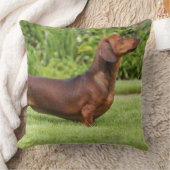 滑らか髪のミニチュアダックスフント クッション (ブランケット)