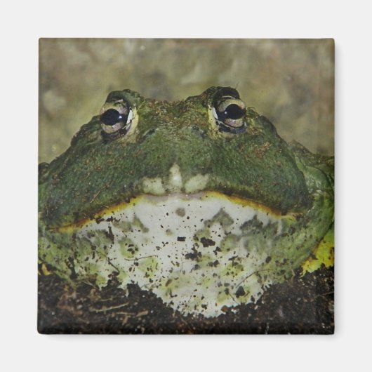 滑りたい？磁石 マグネット (正面)