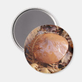 滑りやすいジャッキきのこ磁石 マグネット (正面/裏面)