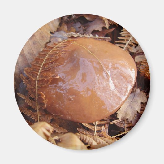 滑りやすいジャッキきのこ磁石 マグネット (正面)