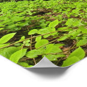 滝が流れ落ちる、ホワイトオークの流れ ポスター (角)