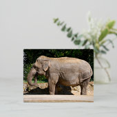 滝の近くのアジアゾウ 箔シーズンポストカード (立ち正面)