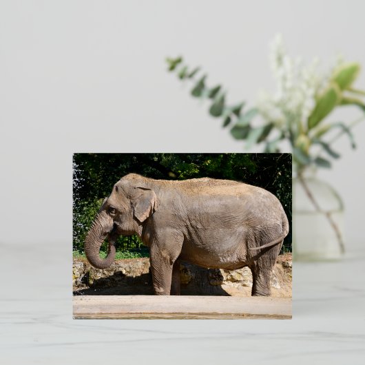 滝の近くのアジアゾウ 箔シーズンポストカード (立ち正面)