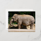 滝の近くのアジアゾウ 箔シーズンポストカード (正面/裏面)