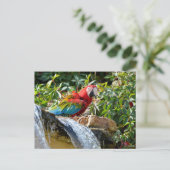 滝の隣の緑の翼のマカオ ポストカード (スタンド正面)