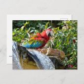 滝の隣の緑の翼のマカオ ポストカード (正面/裏面)