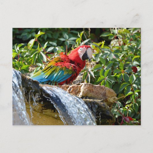 滝の隣の緑の翼のマカオ ポストカード (正面)