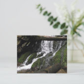 滝ズアットレッドウッド州パーク ポストカード (スタンド正面)