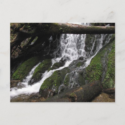 滝ズアットレッドウッド州パーク ポストカード (正面)