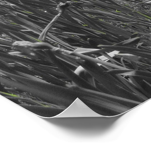 滝 ポスター (角)