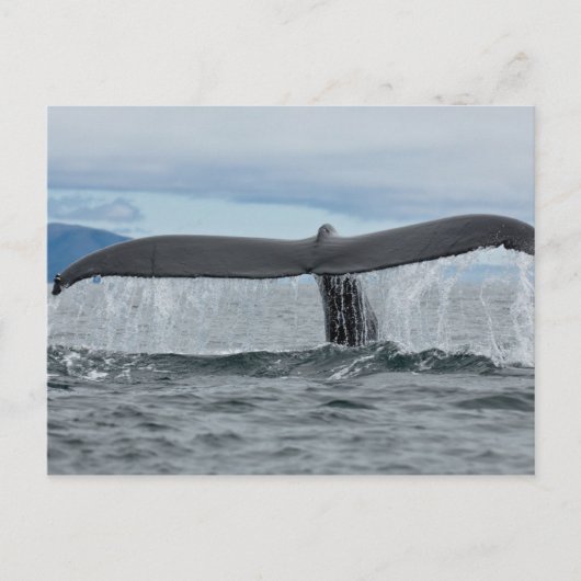 滝 ポストカード (正面)