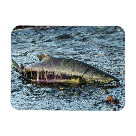 漁師が鮭を愛する マグネット (横)