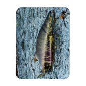 漁師が鮭を愛する マグネット (縦)