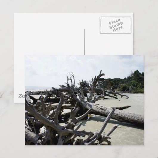漂着する ポストカード (正面/裏面)