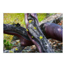 漫才田ポスター