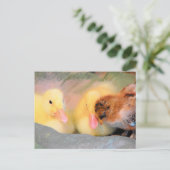 漫画のアヒルとひよこ ポストカード (スタンド正面)