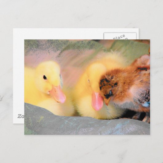 漫画のアヒルとひよこ ポストカード (正面/裏面)