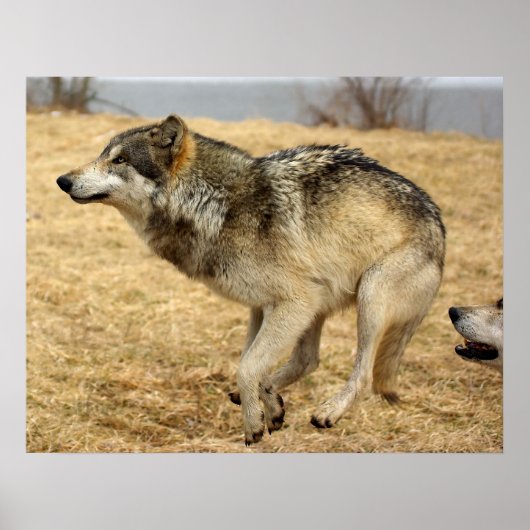 漫画のオオカミのショット ポスター (正面)