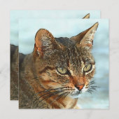 漫画芸術的スタイルタビーキャットRB シーズンカード (正面/裏面)