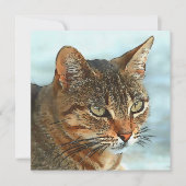 漫画芸術的スタイルタビーキャットRB シーズンカード (正面)