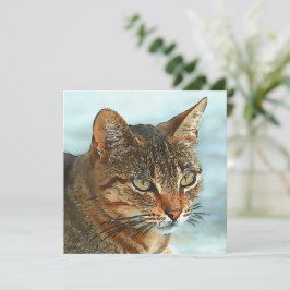 漫画芸術的スタイルタビーキャットRB シーズンカード