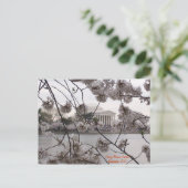 潮泊渠の桜 ポストカード (スタンド正面)