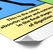 潰瘍性大腸炎ポスター ポスター (角)