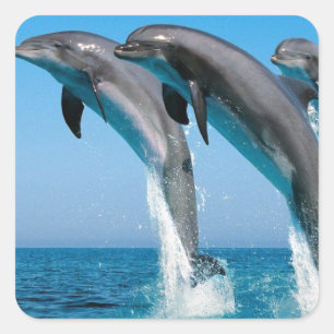 澄んで青い海のバンドウイルカの素早く書き留めること スクエアシール